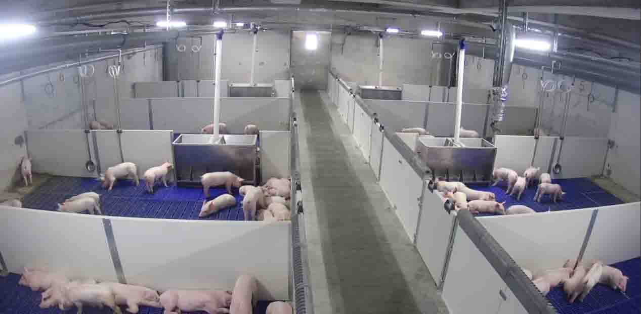 陸家灣保育場(chǎng)正式投產(chǎn) 陸家灣保育場(chǎng)正式投產(chǎn)